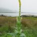 VERBASCUM THAPSUS