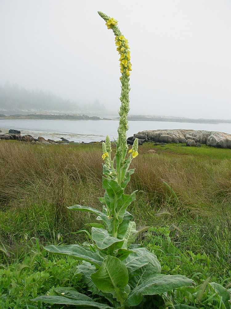 VERBASCUM THAPSUS