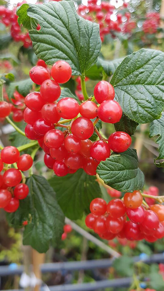 VIBURNUM OPULUS