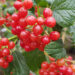 VIBURNUM OPULUS