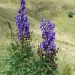 Aconitum Napellus