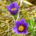 Pulsatilla