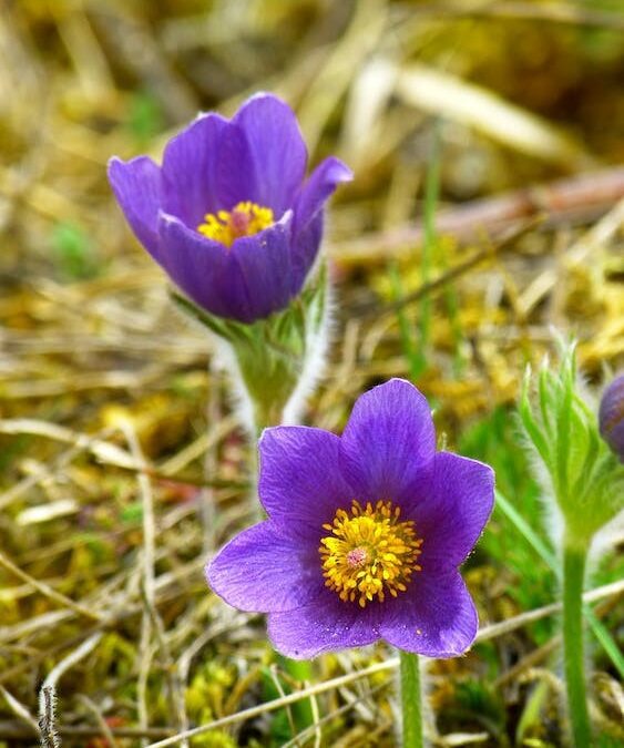 Pulsatilla