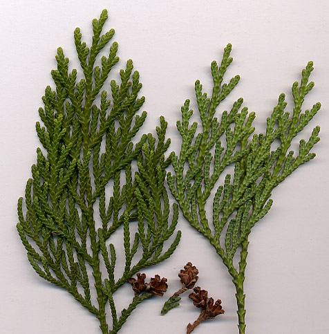 Thuja.