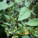 remedies of Dr John Henry Clarke -12 Belladonna