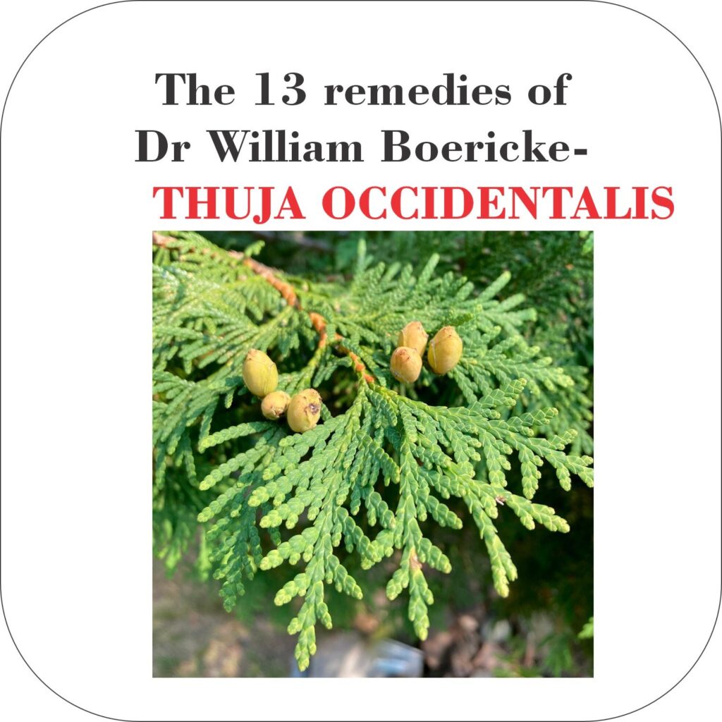 The 13 remedies of Dr William Boericke-05THUJA OCCIDENTALIS